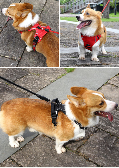 Enjoy Better Walks with Your Best Friend