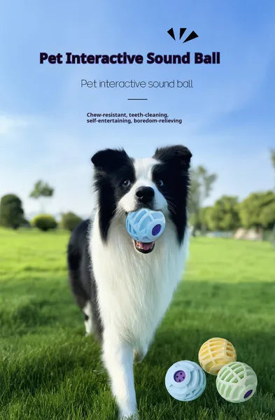 Dog playing with a pet interactive sound ball in a grassy field